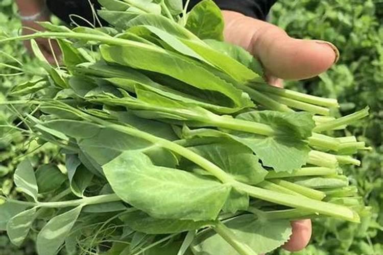 菜籽饼发酵肥水方法