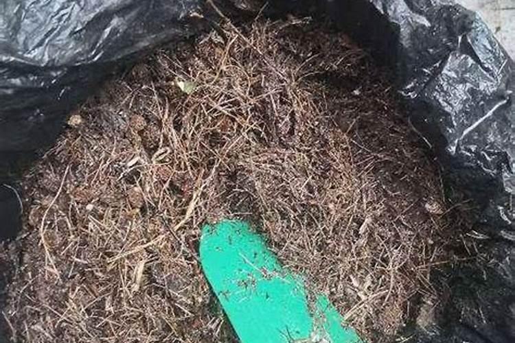 请问玉米怎样施肥？用什么肥料最好？