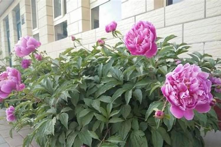 月季施肥和打药要错开时间吗