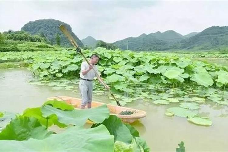 水培植物用什么肥料叶子绿最有效果 水养加什么肥长得快