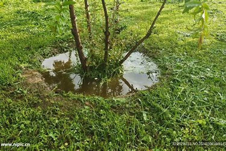 小麦打几遍芸苔素