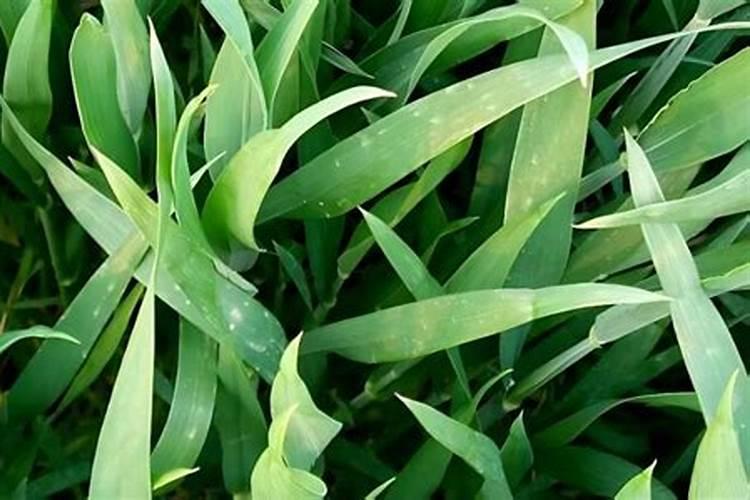 促进小麦分蘖的方法？