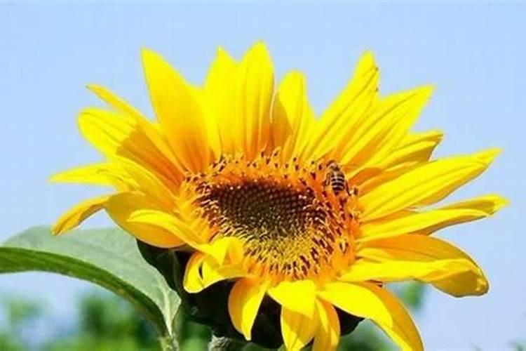 向日葵怎么施肥