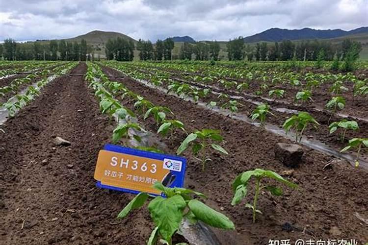 太阳花种子发芽多久可以施肥