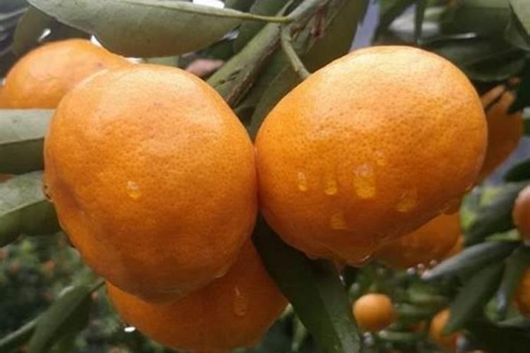 果树怎么施水溶肥？