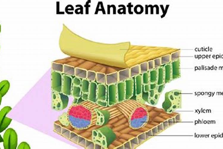 硫酸亚铁花肥怎样使用