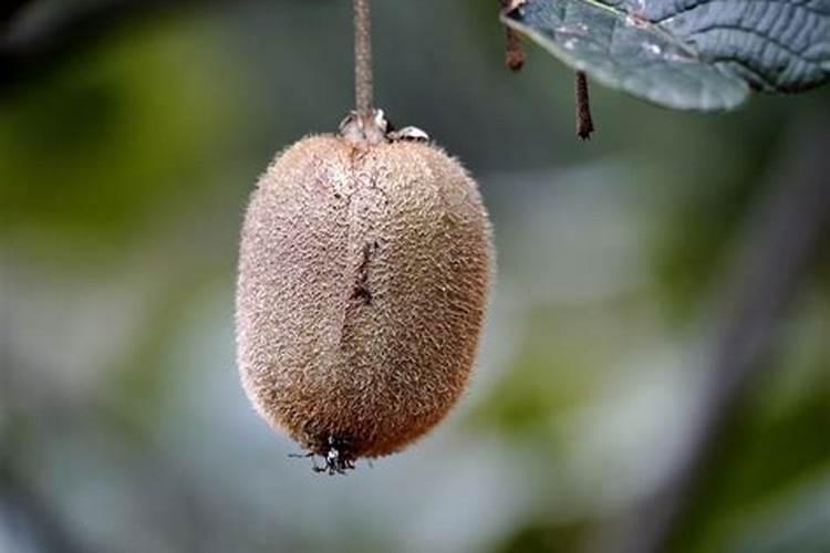 污水处理厂出水总磷超标,浊度偏高,二沉池沉降性能不好怎么办？