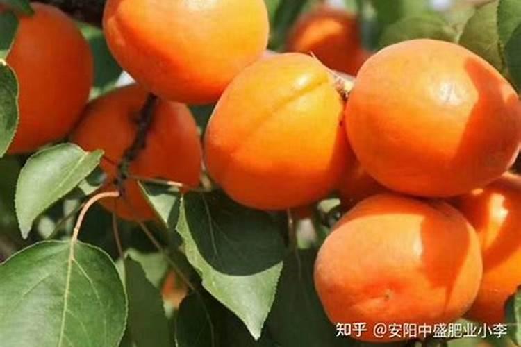 杏树在什么时期需要追肥？