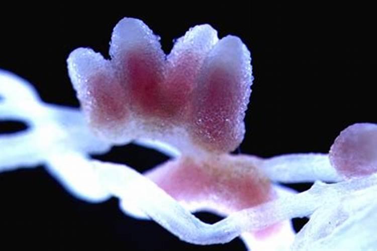 为什么豆类植物不需要施氮肥