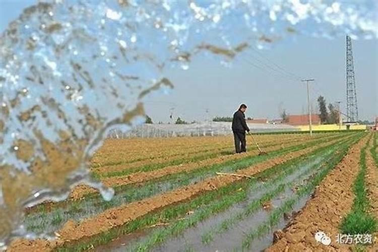 种麦子用什么复合肥好