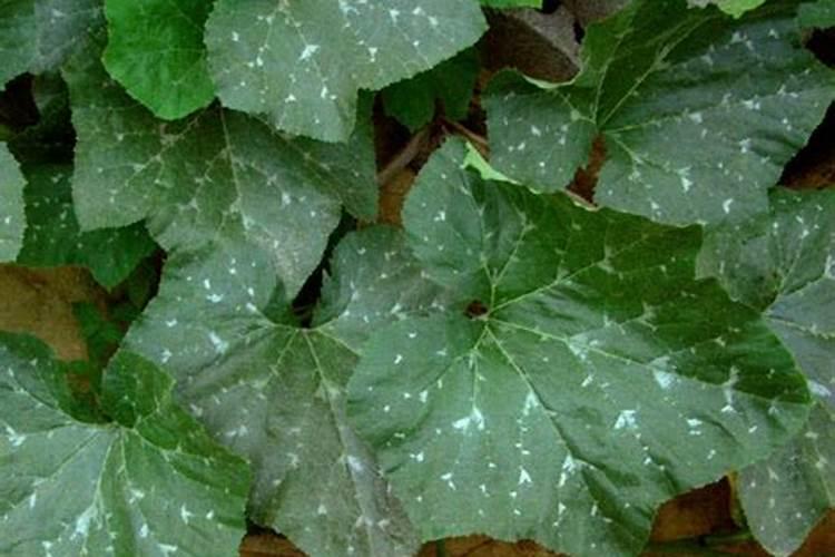 南瓜白粉病年年治年年发？找准病因做好预防,才能保证产量高吗？