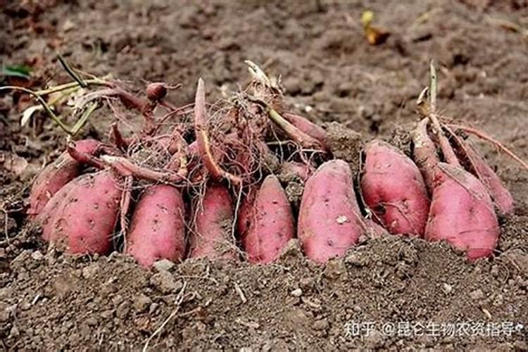 葫芦怎样施肥