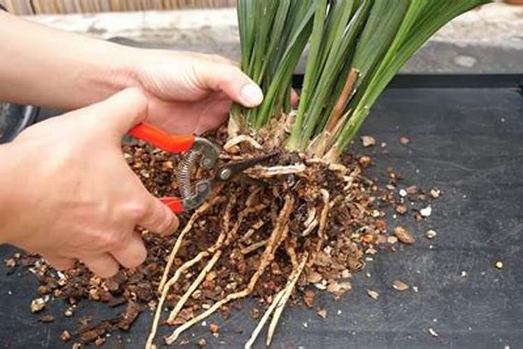 兰花多久施叶面肥适宜 合适的兰花叶面肥施用时间是多久？