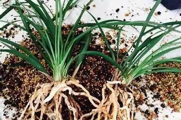 开花后如何管理