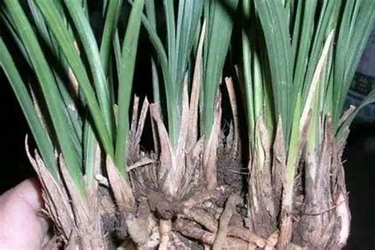 兰花换盆后多久可以施肥