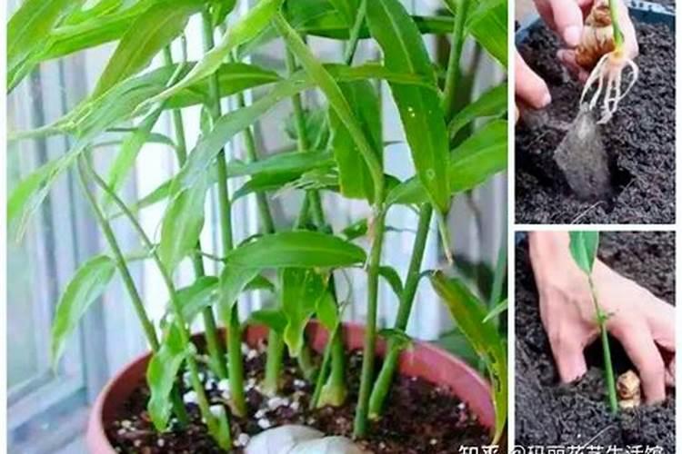 辣椒喷什么叶面肥结果多？辣椒膨大期是什么时候？用什么肥料长势好？