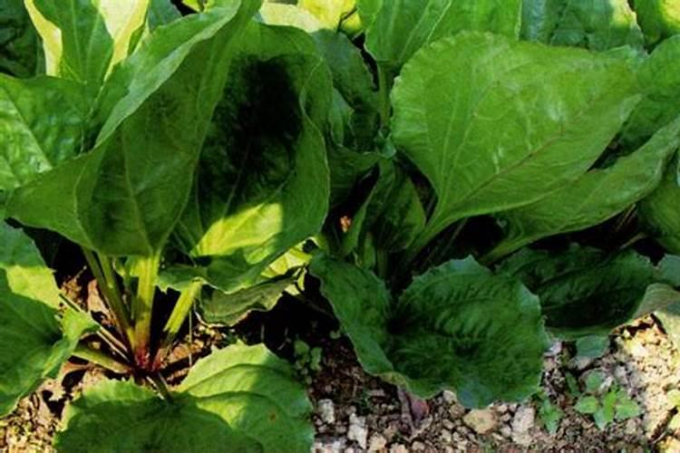 沃柑尿素肥加什么能追红