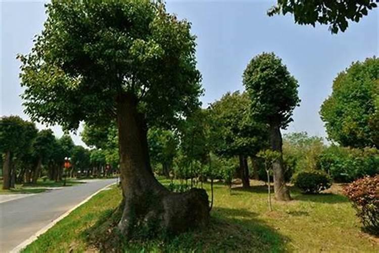 白醋能加茶叶水浇花吗 白醋可以加茶叶水浇花吗