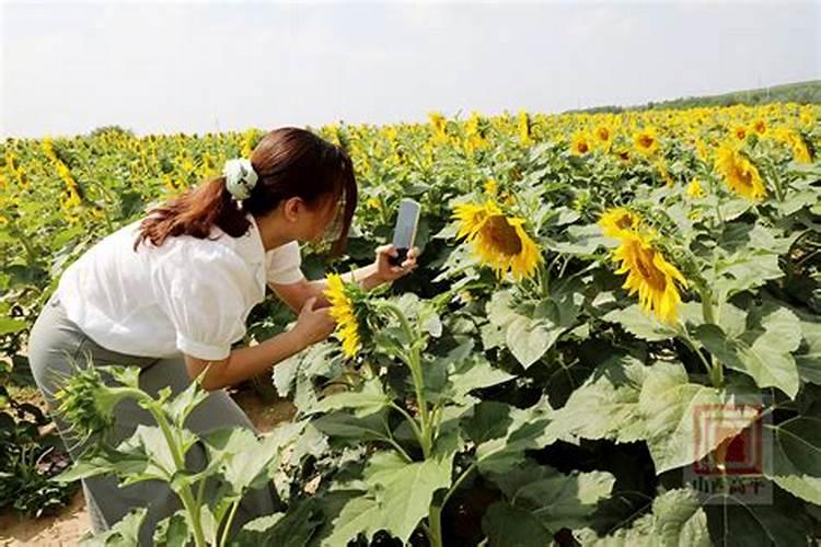 种植美葵363品种烂头怎么预防,谢谢老师