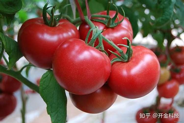 桃子酸怎么变甜,太酸怎样才能变甜