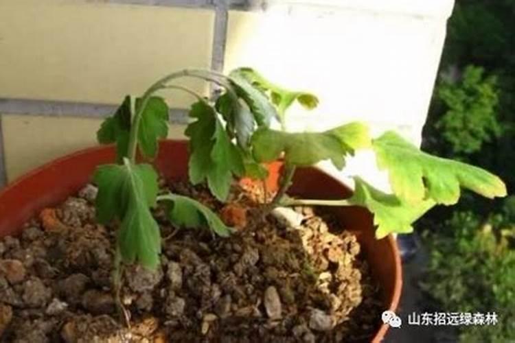 绣球花的养殖方法和注意事项