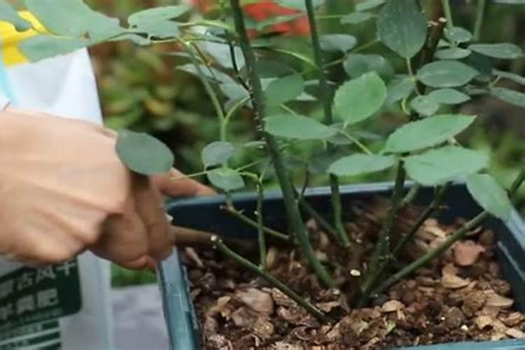 无尽夏绣球花的养殖方法和注意事项