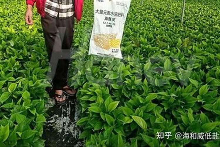 稻青叶面肥的功效