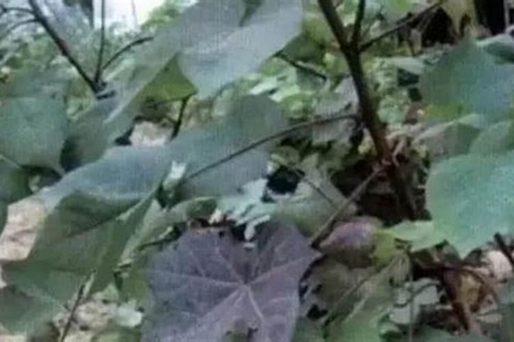 果树缺硼怎么办 果树缺硼症状有哪些