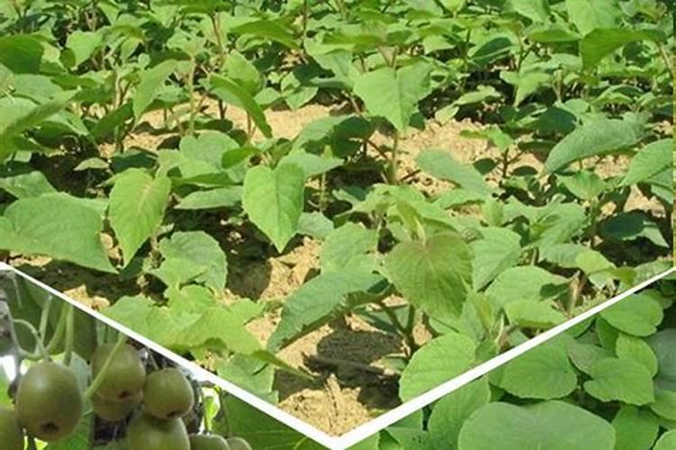 螺纹铁和莲花铁有什么区别？