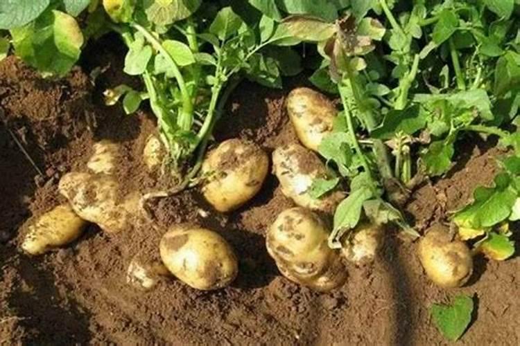 土豆什么时候追肥最佳