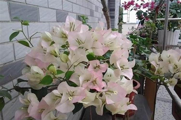 长寿花施什么肥开花多