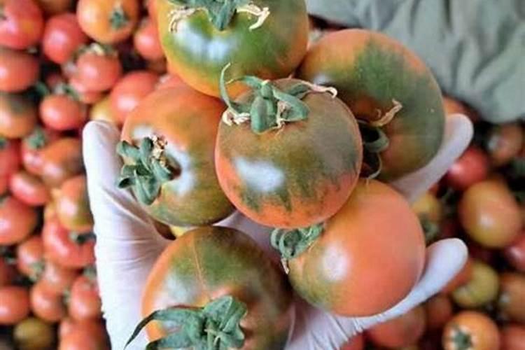 番茄膨果叶面肥效果最好的是哪种