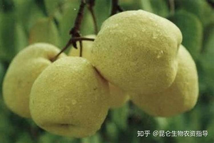 玉米控旺剂能和叶面肥一起用吗