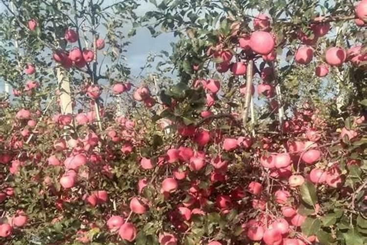 种番薯什么时候施肥