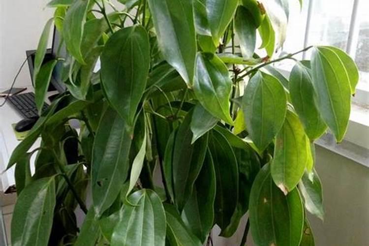 平安树多少天浇一次水