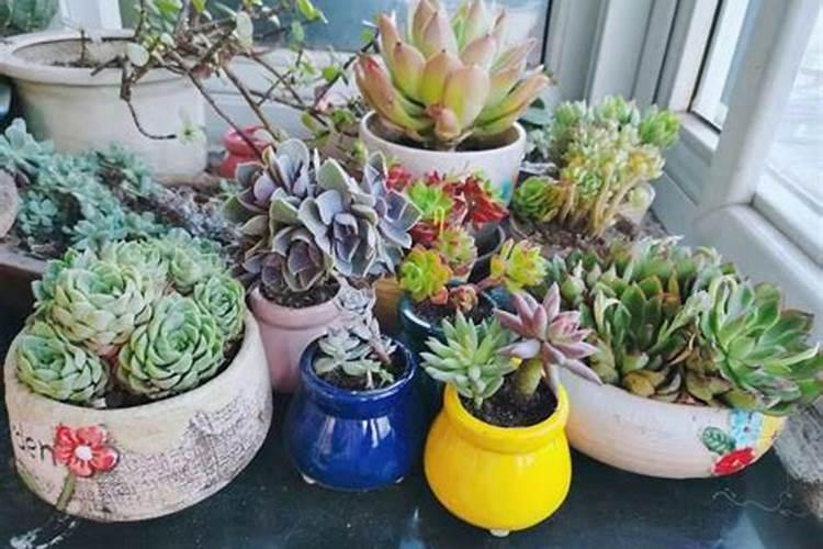 芸苔素和杀虫剂能混用吗,芸苔素和赤霉素有什么区别