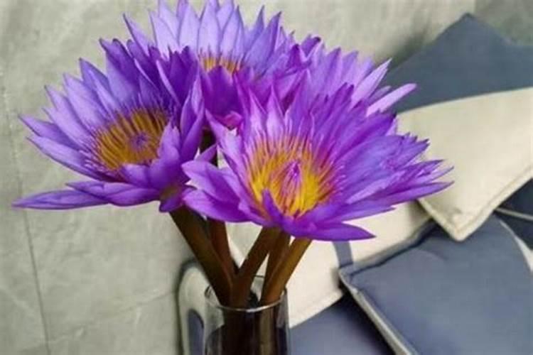 石竹梅鲜切花怎么种植