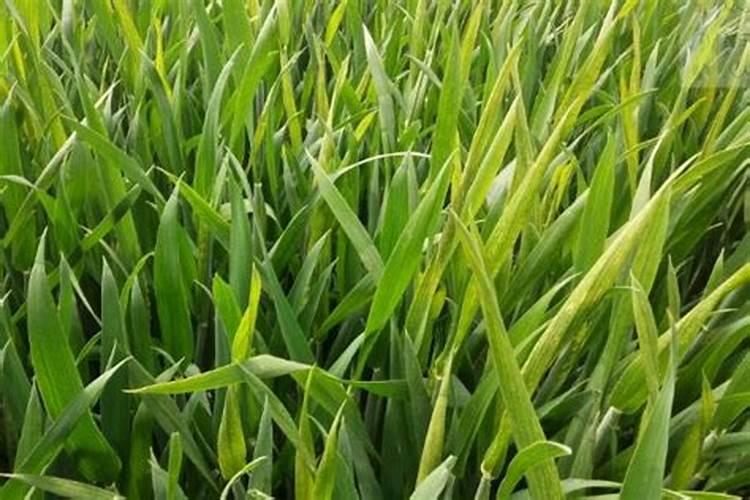 包谷吹包肥在什么时候最好？