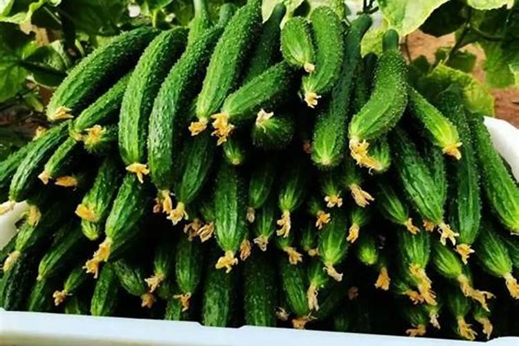 黄瓜苗种下以后什么时候施肥？