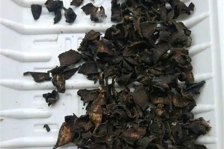 小麦倒春寒的预防措施有哪些？