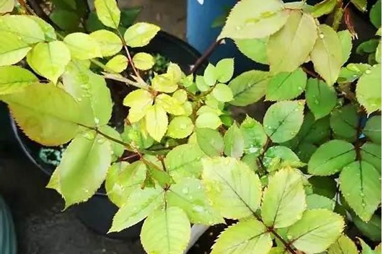 月季花施磷酸二氢钾肥料的正确用法