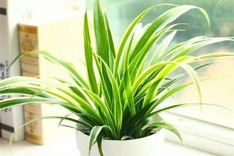 夏天怎样给植物施肥