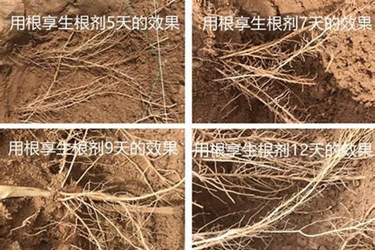 春天种植山药生根产品用哪个？