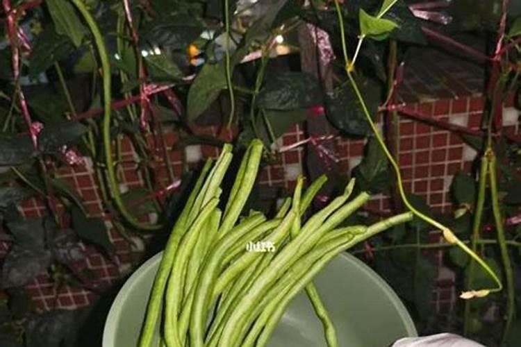 怎样种植一挂鞭豆角