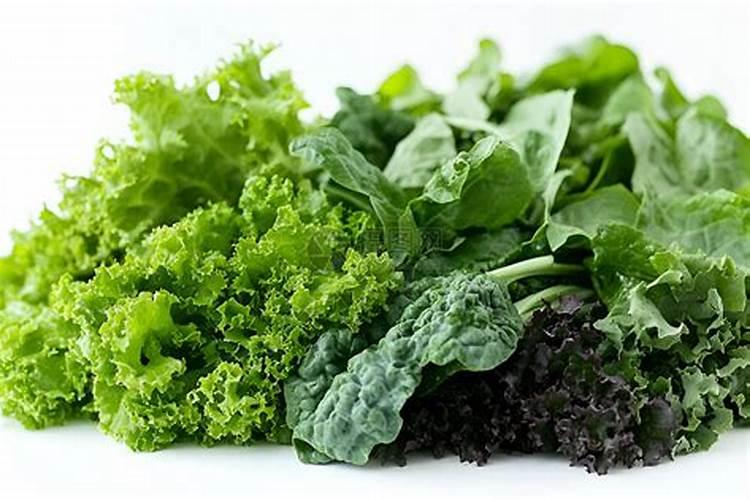 青菜叶子发黄为什么