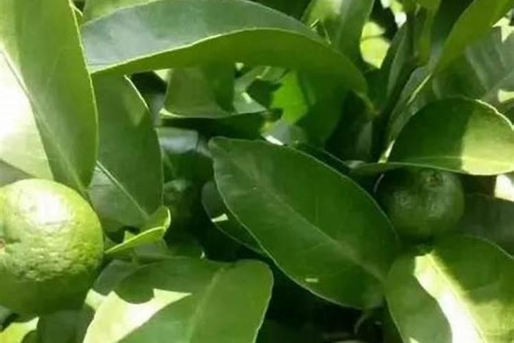 柑橘叶面肥肥害影响来年挂果吗