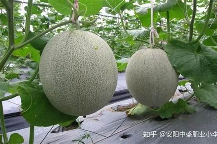 哈密瓜膨大期用什么肥料？