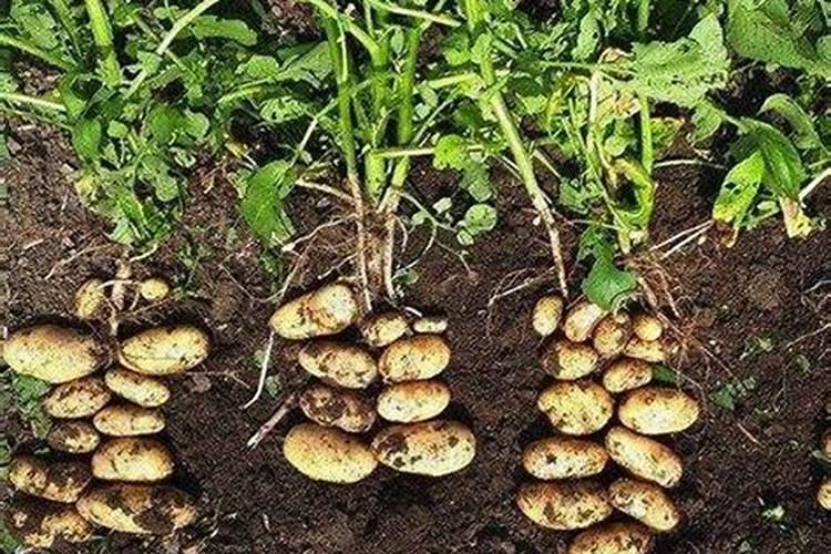 土豆开花后施什么肥料能提高产量