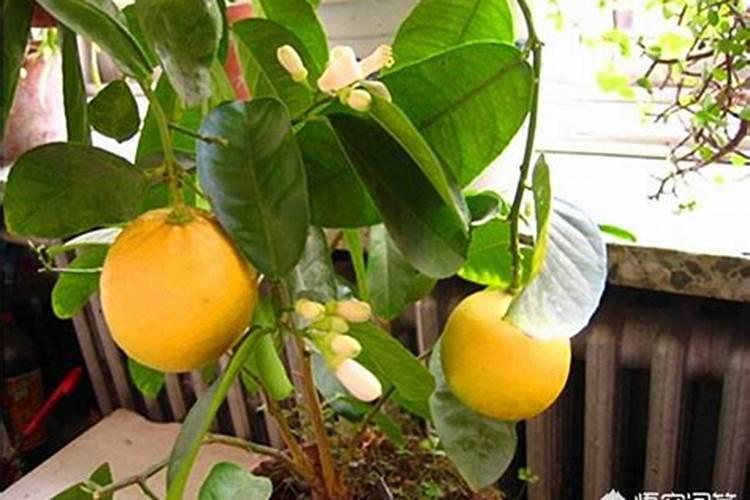 番茄坐果后怎样施肥？西红柿叶面肥喷施注意什么？