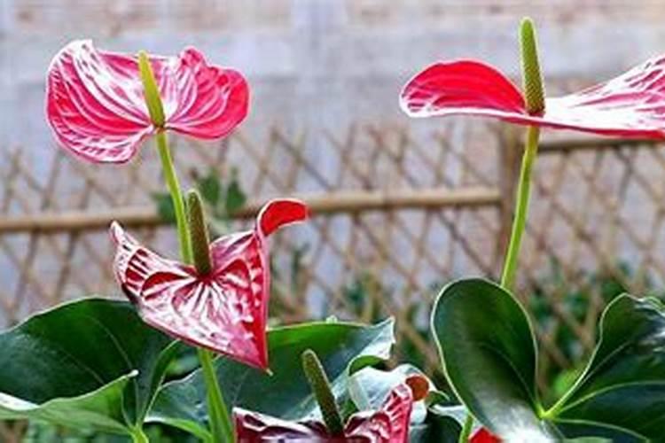 油菜什么时候施硼肥最好